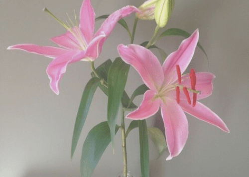 What are Your Roots? Understanding your Roots in Order to&nbsp;Bloom